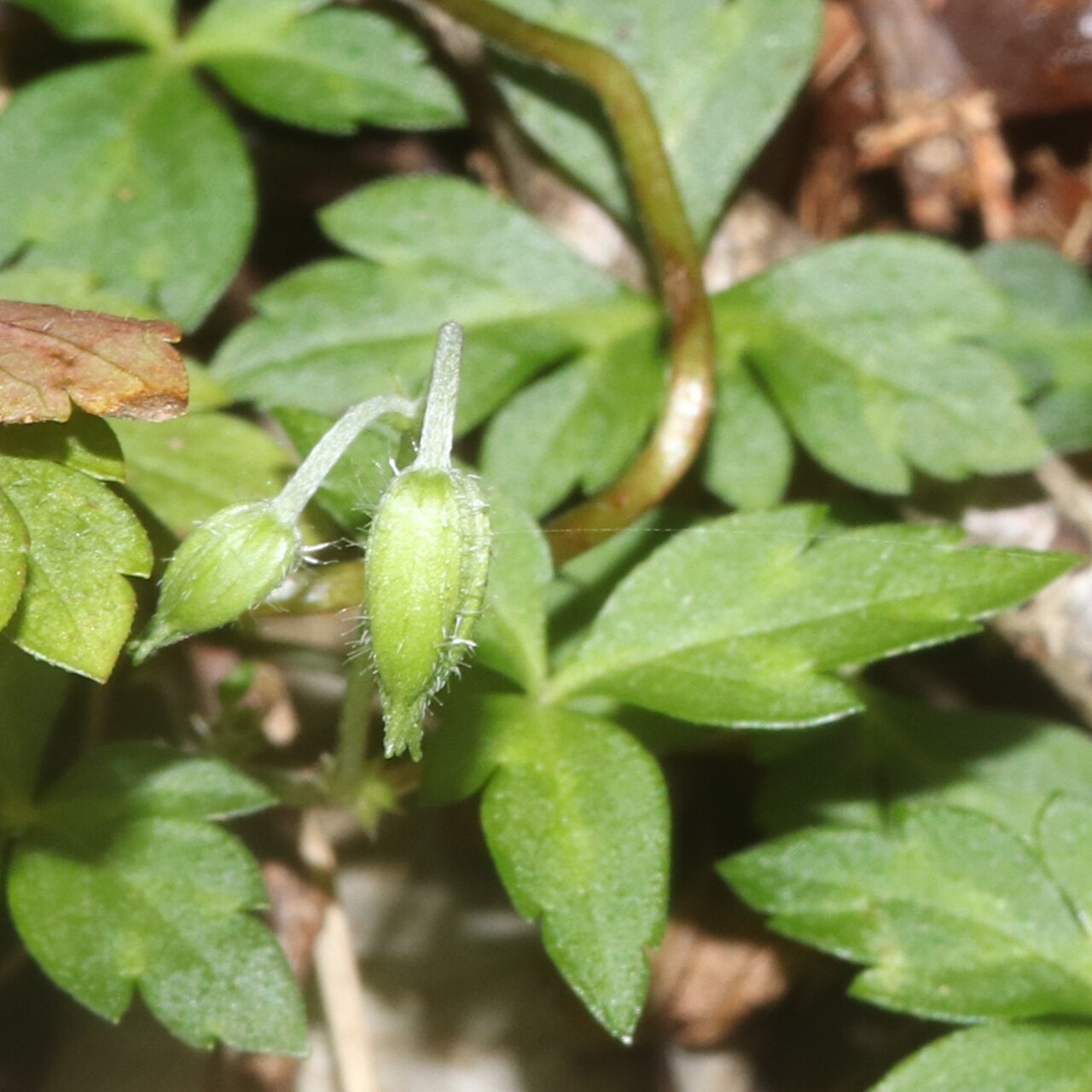 Geranium tripartitum: Geranium tripartitum in Mount Fujiwara, Inbe, Mie Prefecture, Japan.