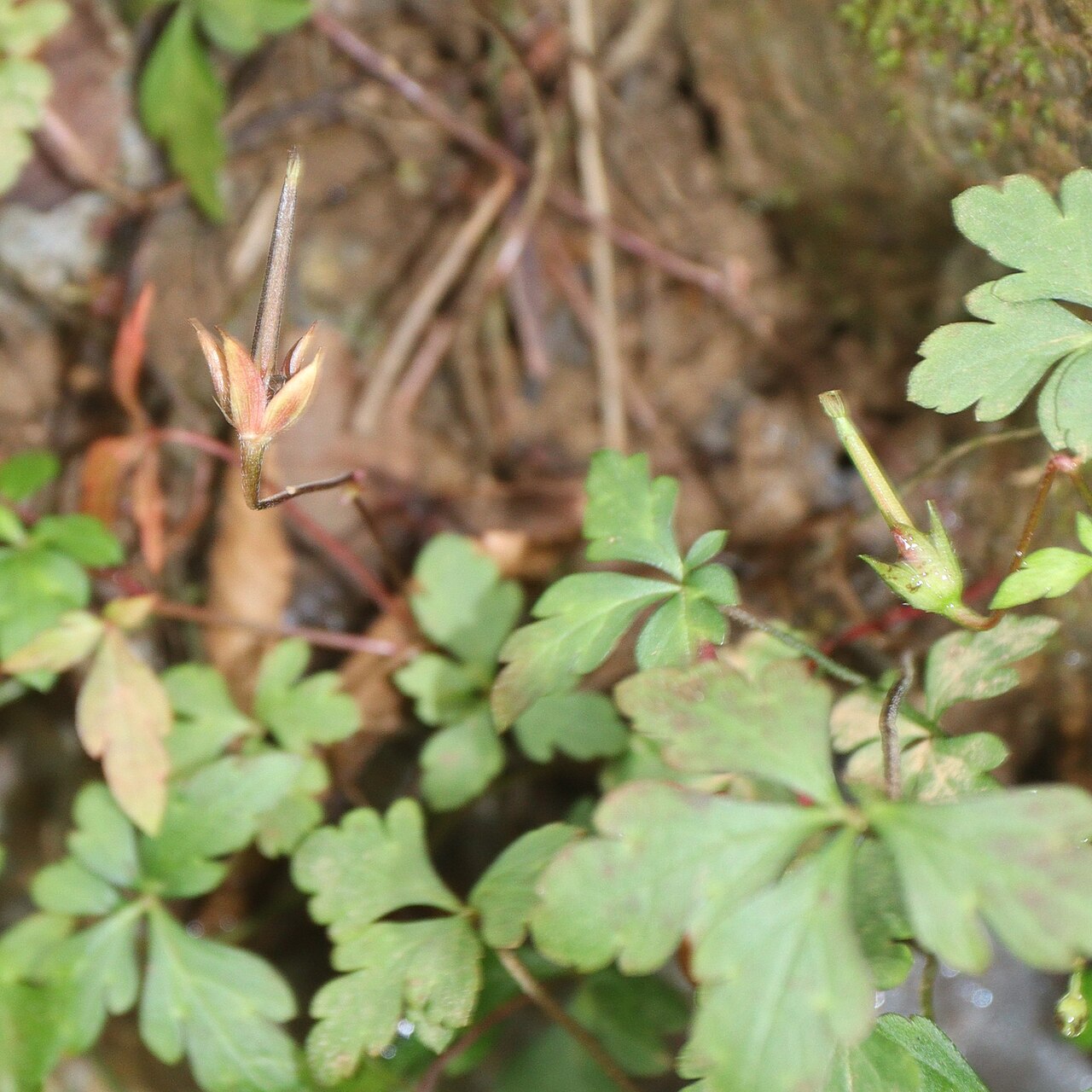 Geranium tripartitum: Geranium tripartitum in Mount Fujiwara, Inbe, Mie Prefecture, Japan.