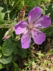 Geranium trolliifolium (Geranium trolliifolium)