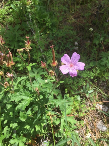 Geranium trolliifolium (Geranium trolliifolium)