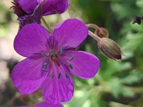 Geranium trolliifolium (Geranium trolliifolium)