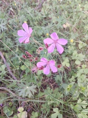 Geranium trolliifolium (Geranium trolliifolium)