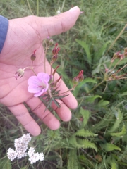 Geranium trolliifolium (Geranium trolliifolium)