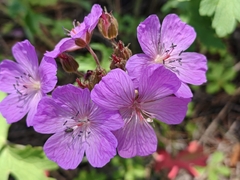 Geranium trolliifolium (Geranium trolliifolium)