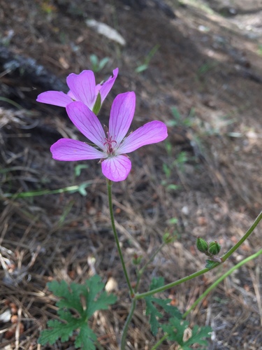 Geranium trolliifolium (Geranium trolliifolium)