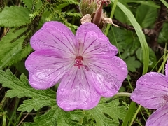 Geranium trolliifolium (Geranium trolliifolium)