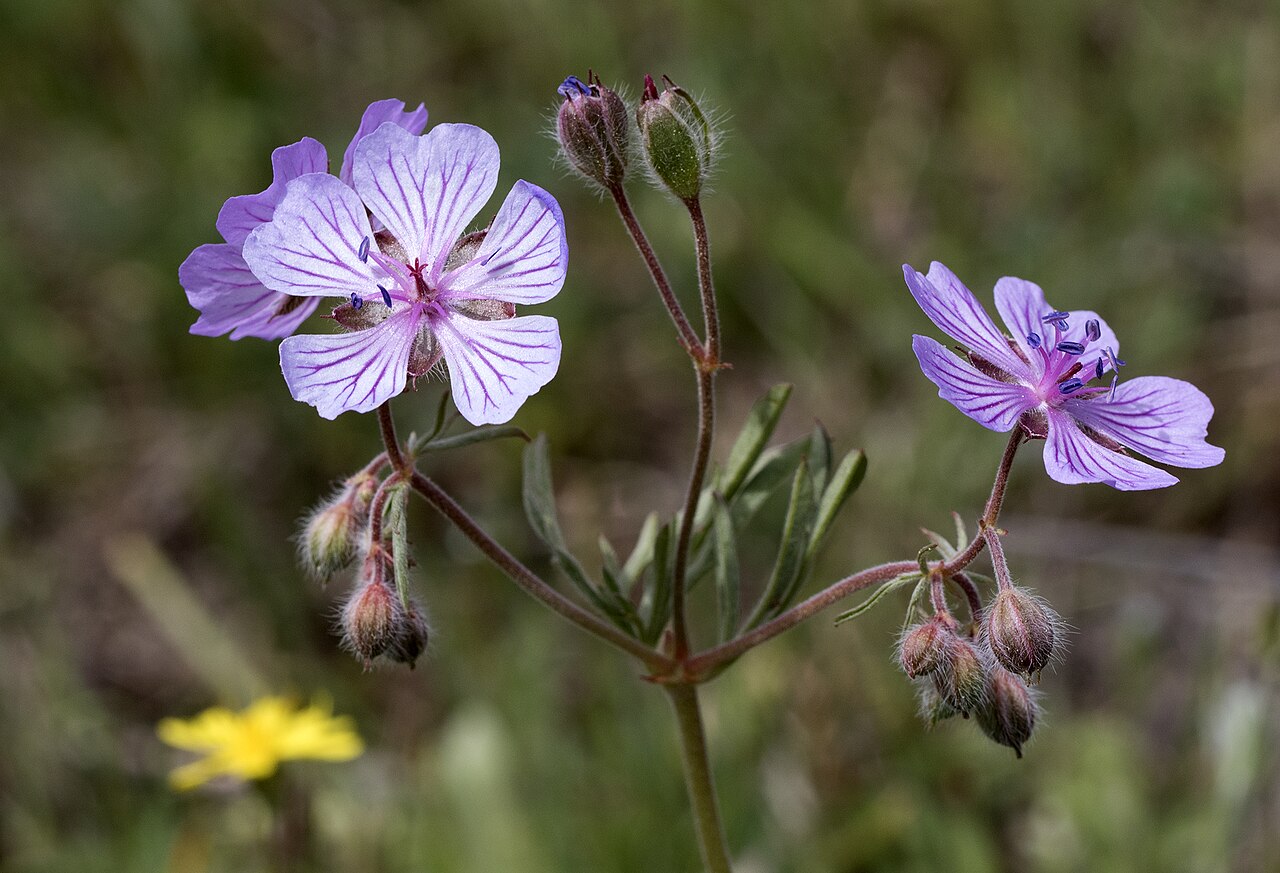 Tuberous cranesbill: Bulbous Crane's-Bill ( Geranium tuberosum ). Dutlupınar - Saimbeyli - Adana, Turkey.