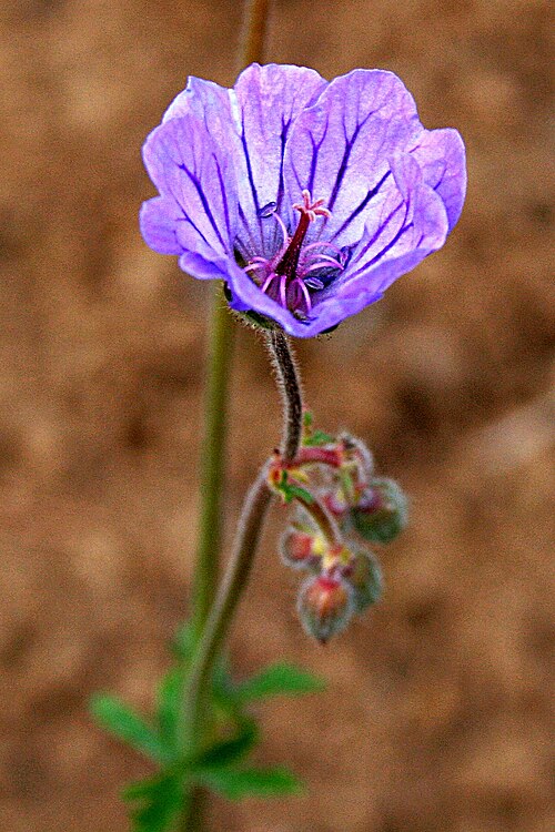 Tuberous cranesbill: Ísland , Akureyri Botanical Gardens: Knolliger Storchschnabel