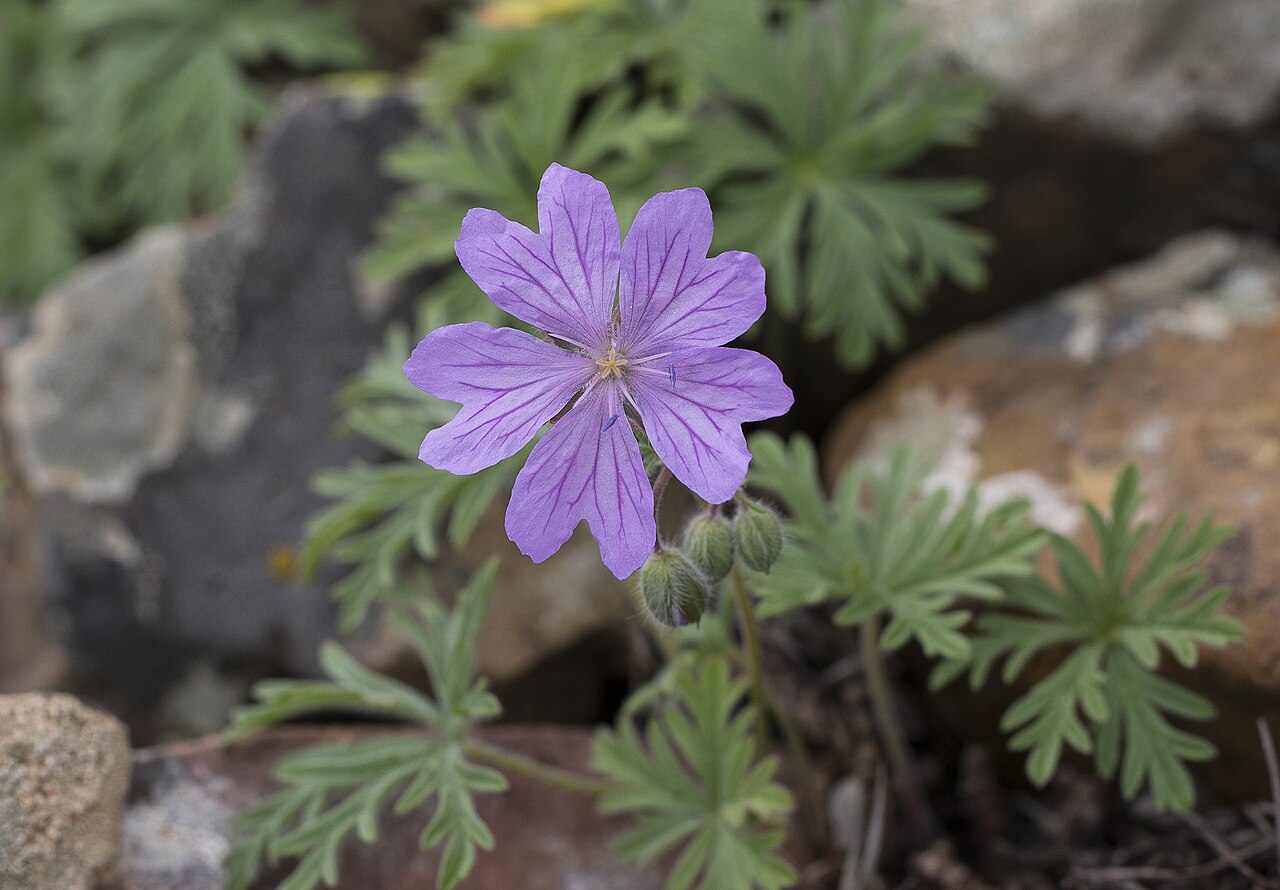 Tuberous cranesbill: Bulbous Crane's-Bill ( Geranium tuberosum ). Dutlupınar - Saimbeyli - Adana, Turkey.