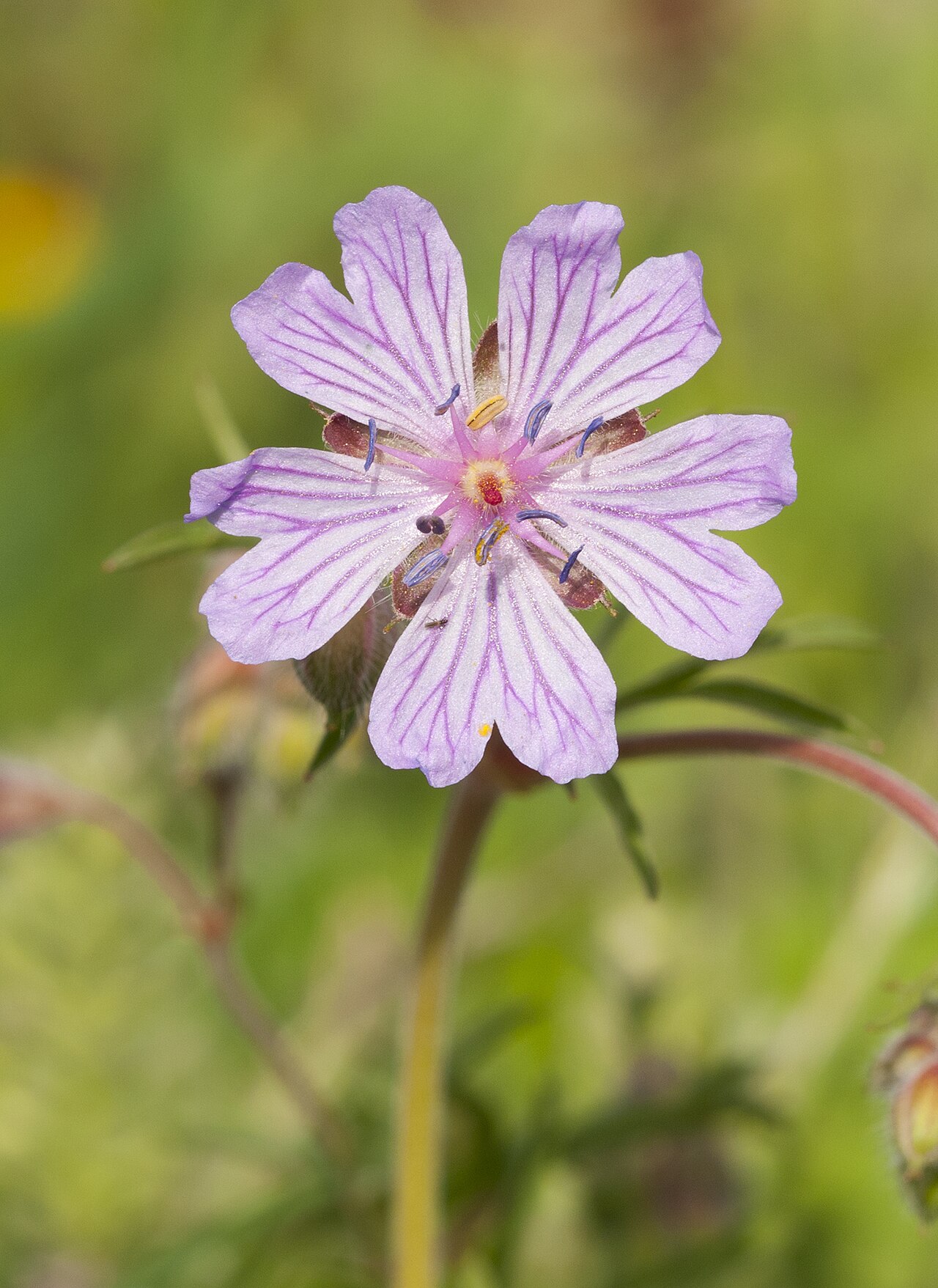 Tuberous cranesbill: Bulbous Crane's-Bill (Geranium tuberosum) flower in Demrek. Onikişubat - Kahramanmaraş, Turkey.