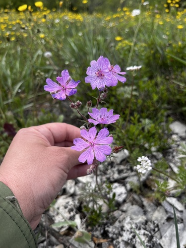 Tuberous cranesbill (Geranium tuberosum)