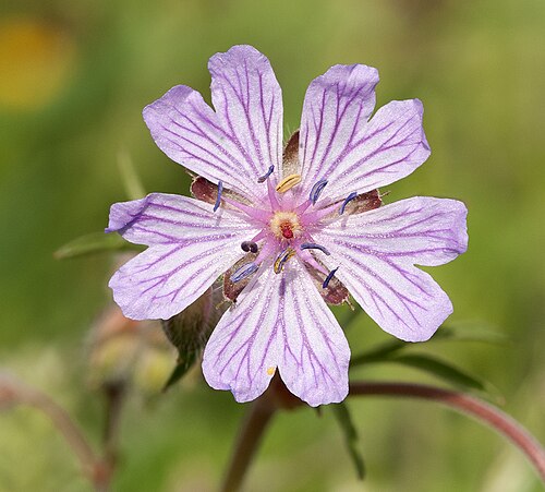 Tuberous cranesbill: Geranium flower (Geranium tuberosum) in Demrek. Onikişubat - Kahramanmaraş, Turkey.