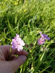 Tuberous cranesbill (Geranium tuberosum)