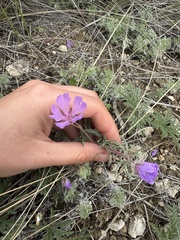 Tuberous cranesbill (Geranium tuberosum)
