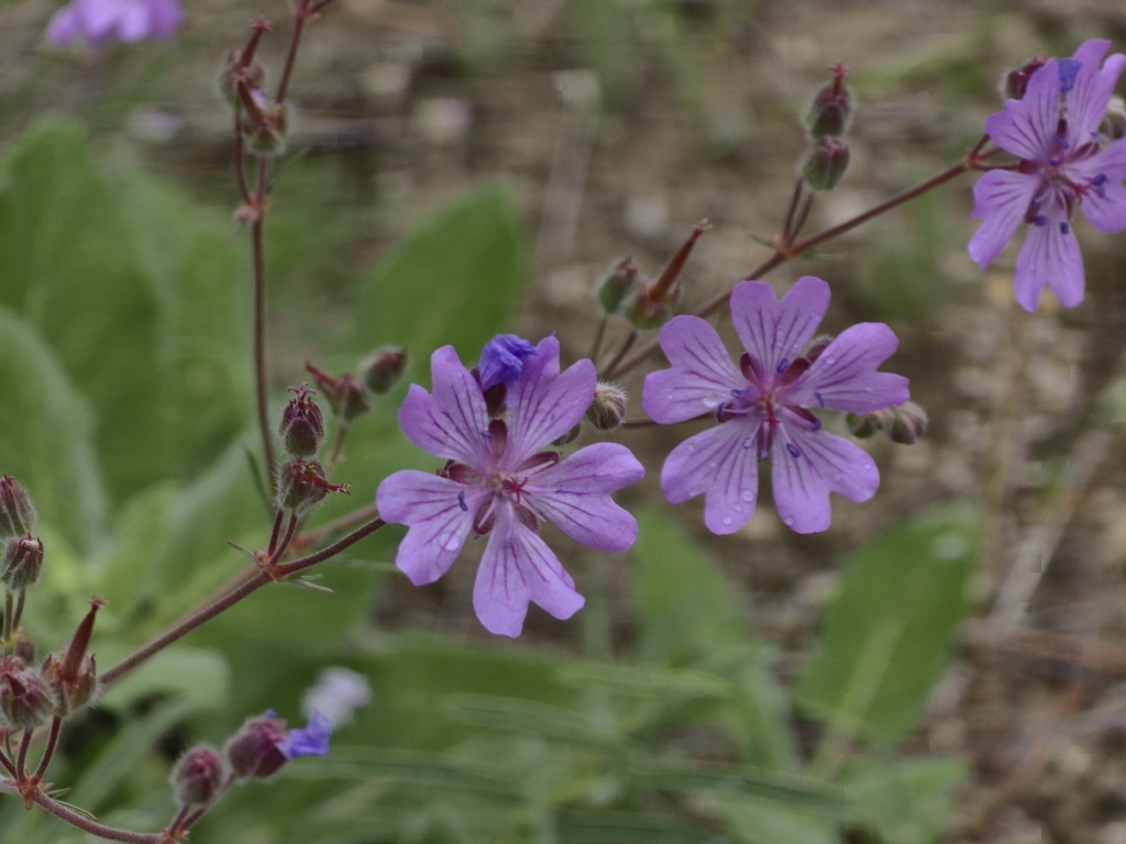 Tuberous cranesbill (Geranium tuberosum)