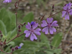 Tuberous cranesbill (Geranium tuberosum)