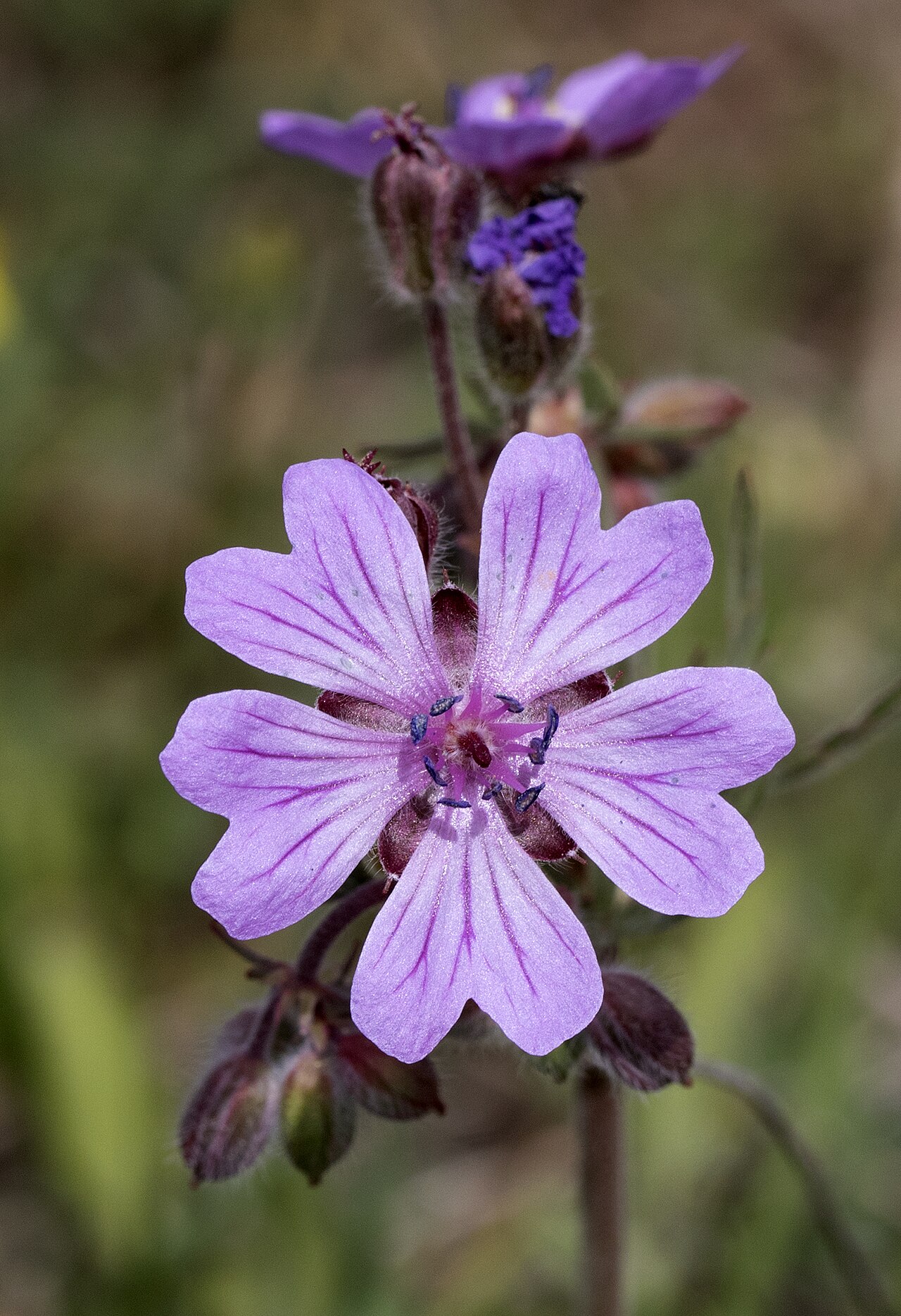 Tuberous cranesbill: Bulbous Crane's-Bill ( Geranium tuberosum ). Dutlupınar - Saimbeyli - Adana, Turkey.