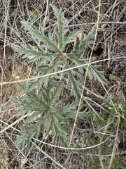 Tuberous cranesbill (Geranium tuberosum)