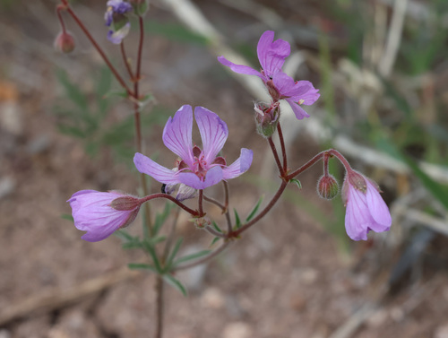 Tuberous cranesbill (Geranium tuberosum)