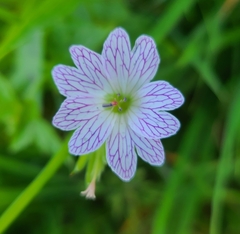 Veiny geranium (Geranium versicolor)