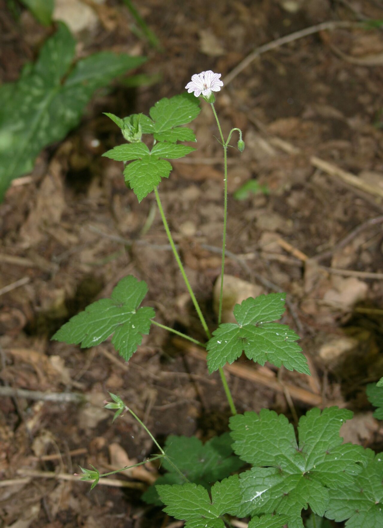 Veiny geranium: Geranium versicolor , Storchschnabelgewächse (Geraniaceae) - Italien/Italia/Italy: Kalabrien/Calabria, Prov. Reggio Calabria, Aspromonte, SE Melia, ESE Scilla