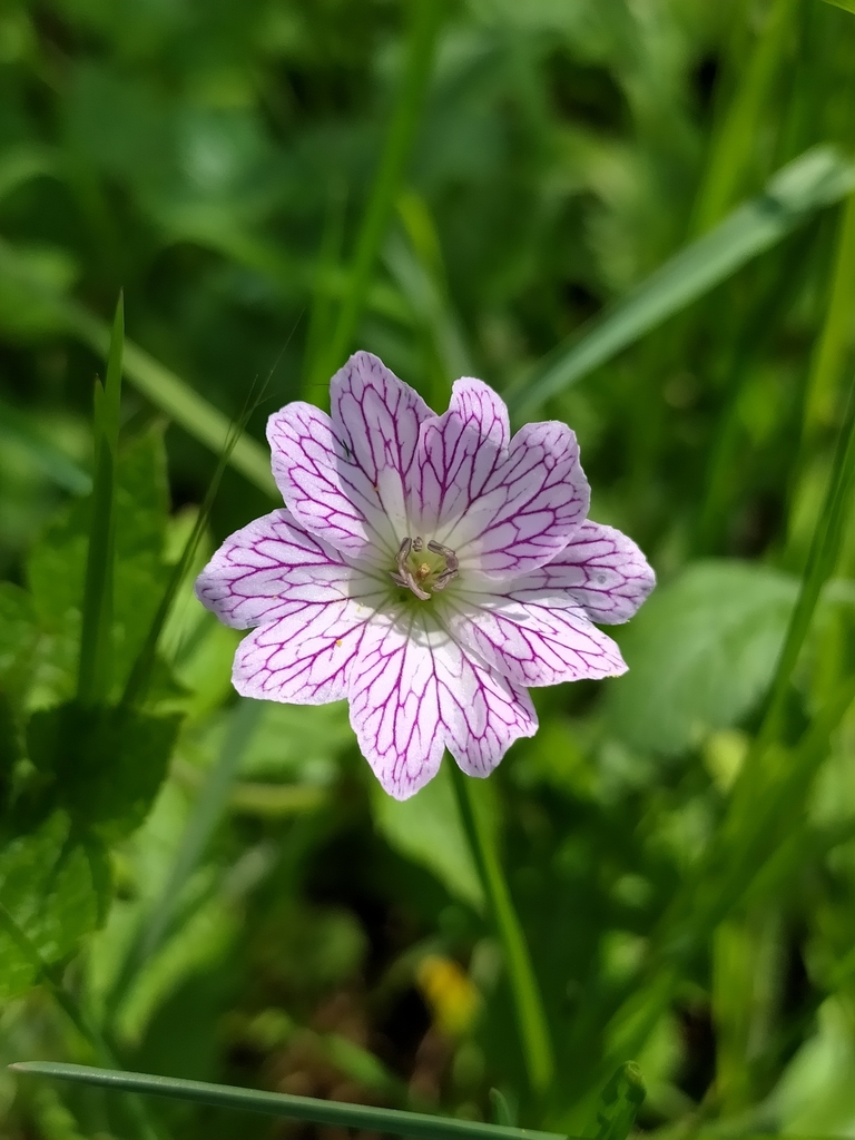 Veiny geranium (Geranium versicolor)