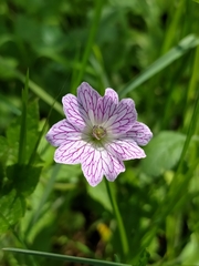 Veiny geranium (Geranium versicolor)