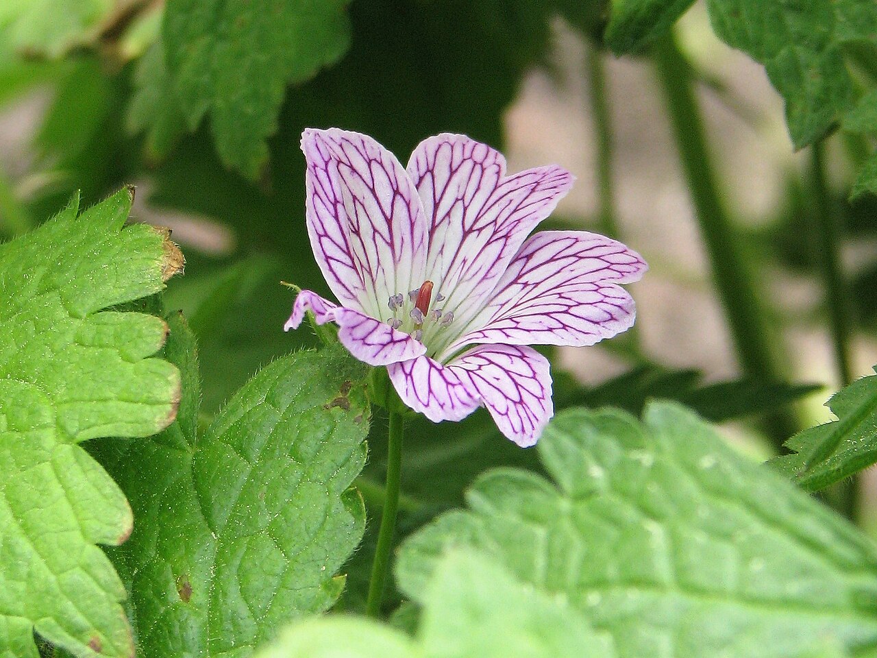 Veiny geranium: Geranium versicolor , okaz kwitnący, uprawiany w Ogrodzie Botanicznym Uniwersytetu Wrocławskiego, Wrocław, Poland.