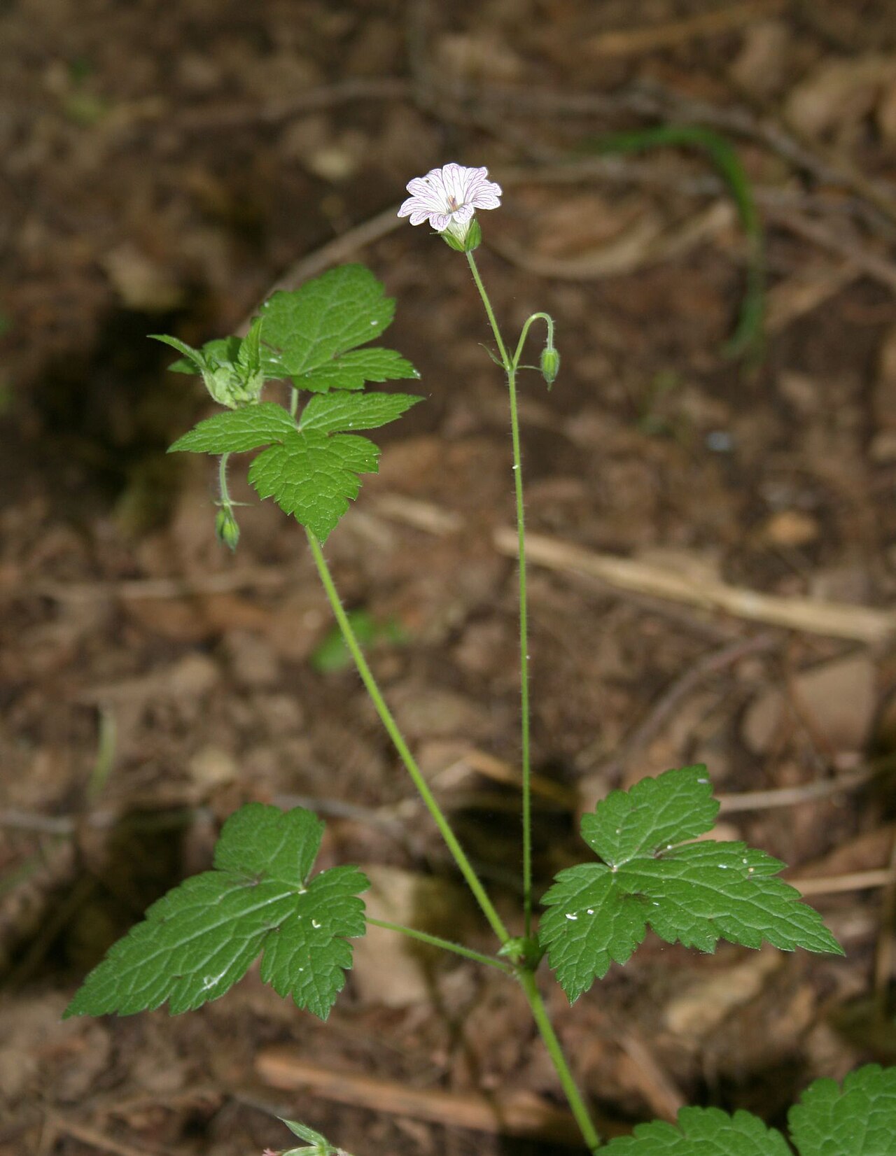 Veiny geranium: Geranium versicolor , Storchschnabelgewächse (Geraniaceae) - Italien/Italia/Italy: Kalabrien/Calabria, Prov. Reggio Calabria, Aspromonte, SE Melia, ESE Scilla