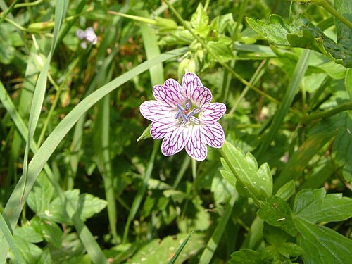 Veiny geranium: Geranium versicolor at Bozomzeal. Pencilled Cranesbill - a fairly rare garden escape, but less so here in the southwest.