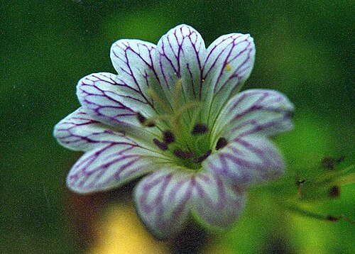 Veiny geranium: Geranium versicolor