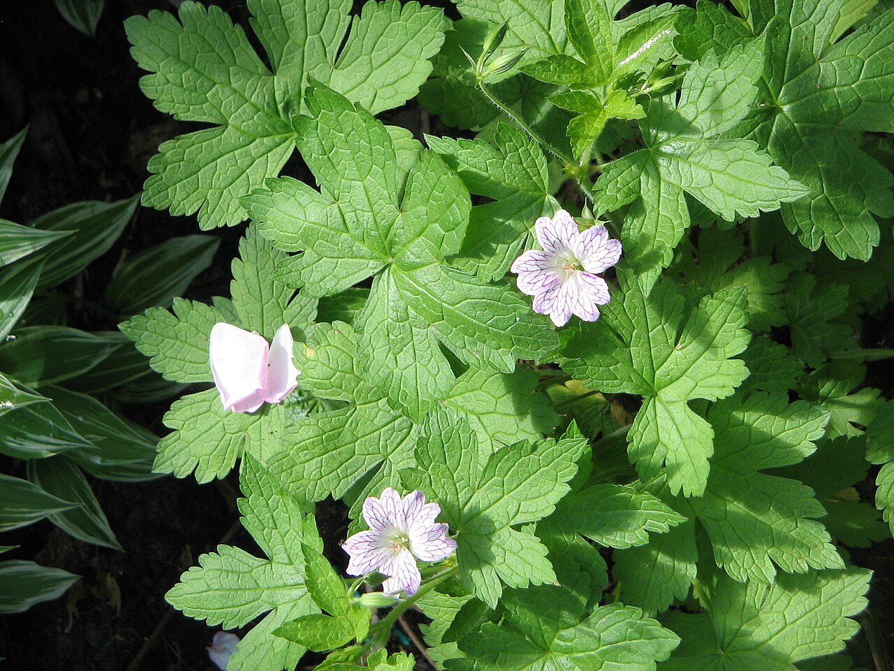 Veiny geranium: Geranium versicolor