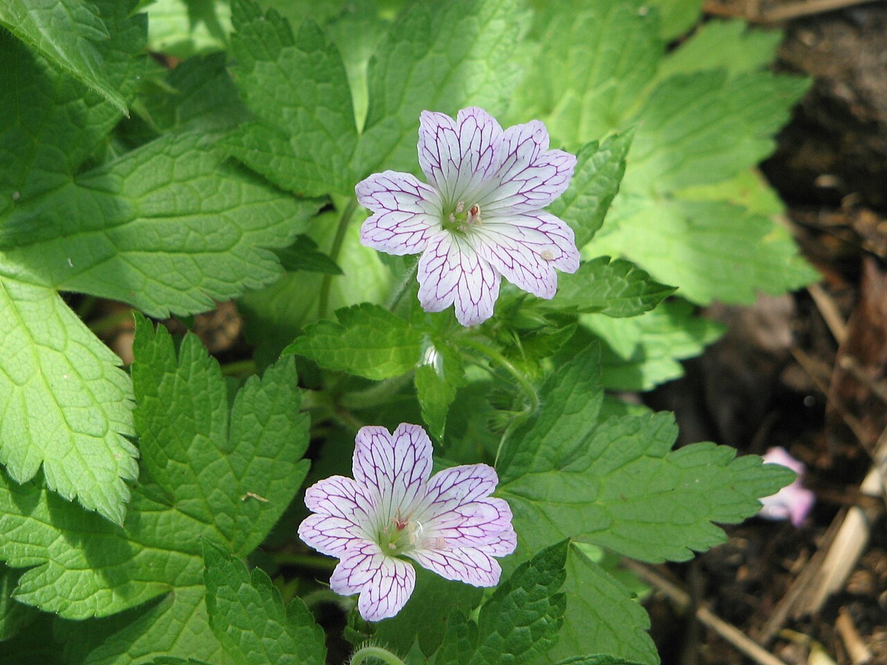 Veiny geranium: Geranium versicolor