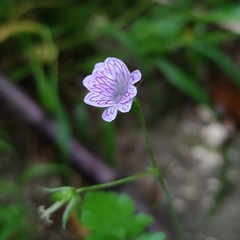 Veiny geranium (Geranium versicolor)