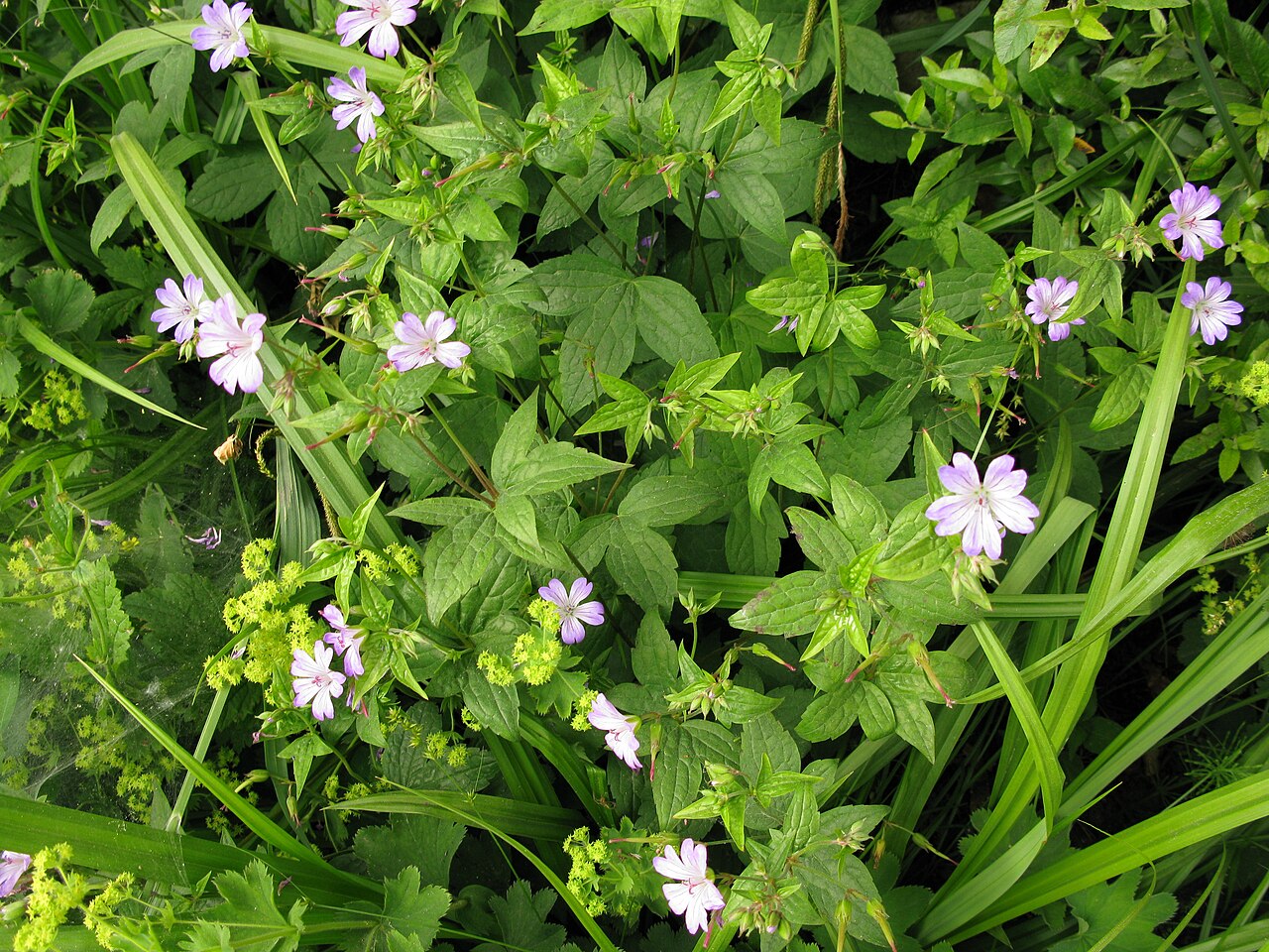 Veiny geranium: Geranium versicolor, Hamburg bot. garden