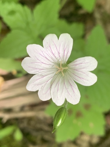 Veiny geranium (Geranium versicolor)