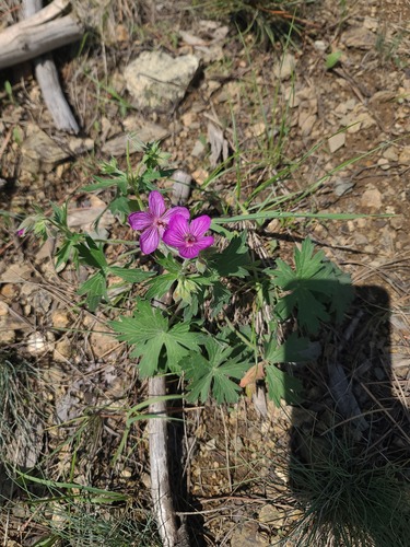 Sticky purple geranium (Geranium viscosissimum)