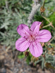 Sticky purple geranium (Geranium viscosissimum)