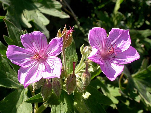 Sticky purple geranium: Geranium viscosissimum flowers