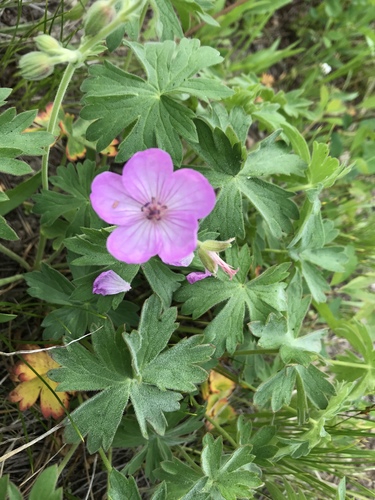 Sticky purple geranium (Geranium viscosissimum)