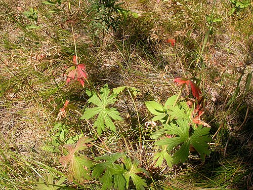 Sticky purple geranium: Geranium viscosissimum habit