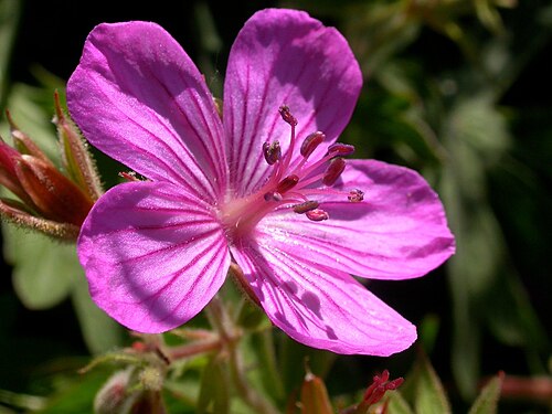 Sticky purple geranium: Geranium viscossisimum flower