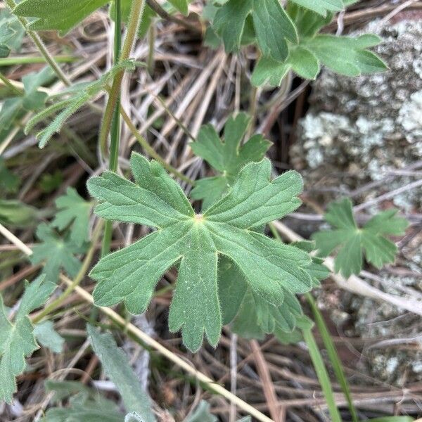 Sticky purple geranium (Geranium viscosissimum)