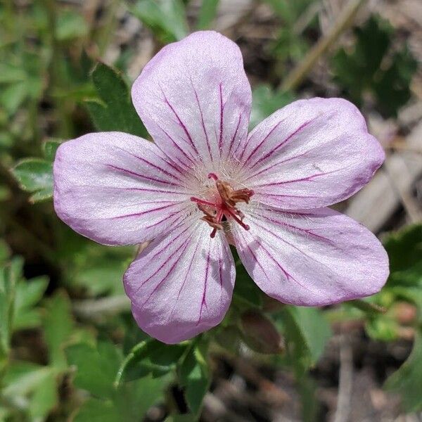 Sticky purple geranium (Geranium viscosissimum)