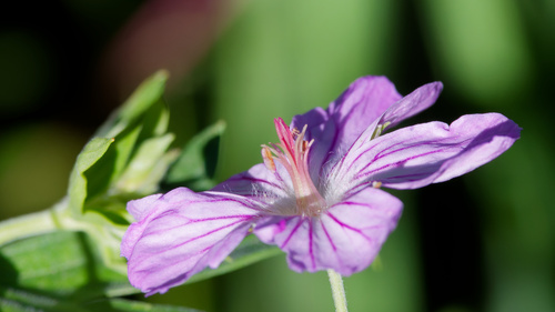 Sticky purple geranium (Geranium viscosissimum)