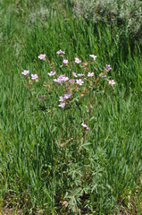 Sticky purple geranium (Geranium viscosissimum)