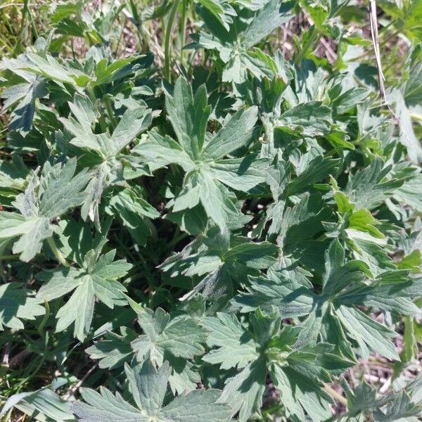 Sticky purple geranium (Geranium viscosissimum)