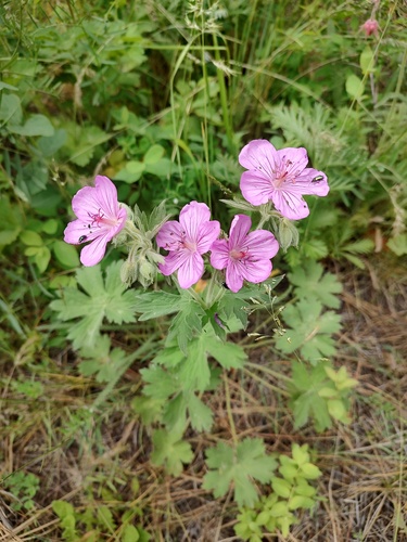 Sticky purple geranium (Geranium viscosissimum)