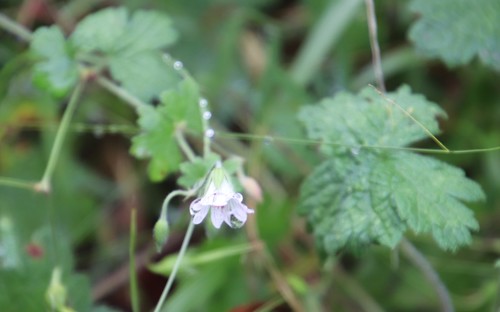 White geranium (Geranium wakkerstroomianum)