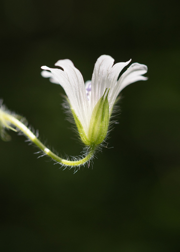 White geranium (Geranium wakkerstroomianum)